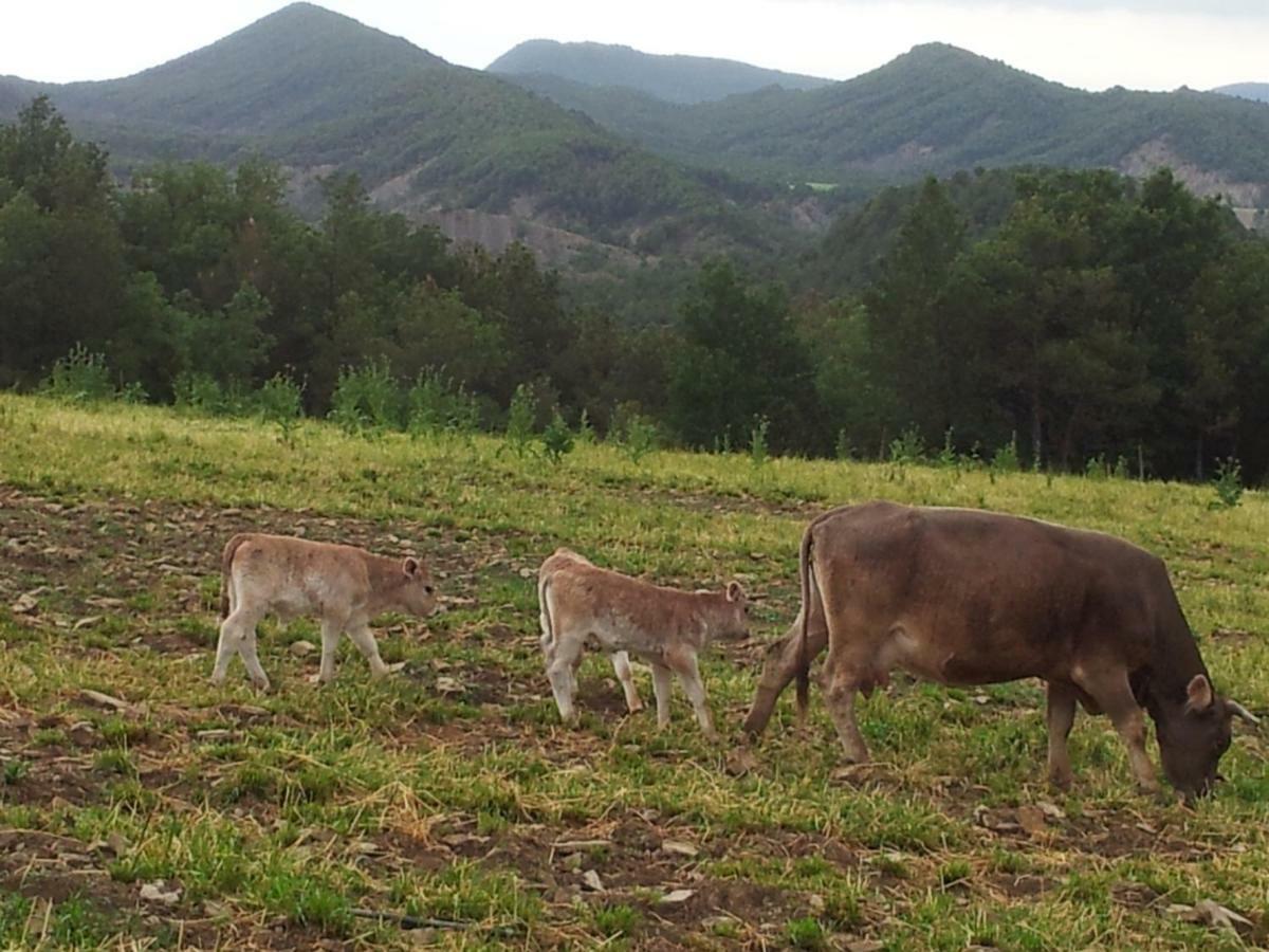 El Pueyo de Araguás Casa Encuentra, En El Pirineo Al Lado De Ainsa 게스트하우스 외부 사진